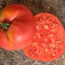 New Fresh 50 Seeds Basket Vee Tomato Juicy Vegetable Garden