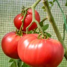 New Fresh 50 Seeds Barnes Mountain Pink Tomato Juicy Vegetable Garden