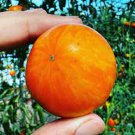 New Fresh 50 Seeds Apricot Zebra Tomato Tasty Juicy Vegetable Garden