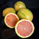 New Fresh 5 Seeds Pink Lemons Citrus Fruit Garden Plant Tree