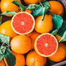 New Fresh 5 Seeds Orange Grapefruit Citrus Tree Fast Growing Juicy Fruit