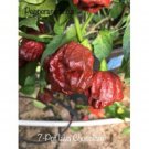 New Fresh 25 Seeeds Lava Chocolate Pepper Garden Planting
