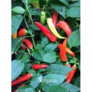 New Fresh 25 Seeeds Cuzquerio Pepper Seeds Garden Planting Food