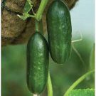 New Fresh 25 Seeds Zeina Cucumbers Planting Canning Pickling