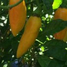 New Fresh 25 Seeds Yellow Datil Peppers Garden Fresh Vegetables Planting