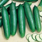 New Fresh 25 Seeds Turbo Cucumbers Planting Canning Pickling