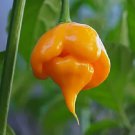 New Fresh 25 Seeds Trinidad Scorpion Cardi Pepper Garden Vegetables Planting