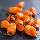 New Fresh 25 Seeds Tigerpawnr Habanero Pepper Garden Vegetables Planting