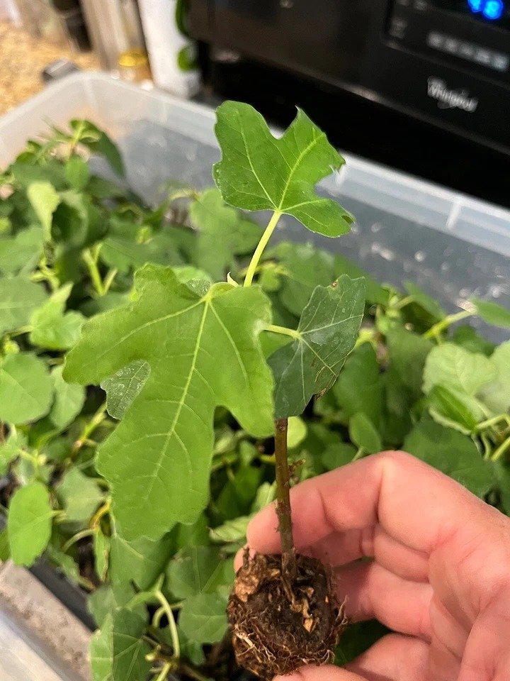 Ficus Black Mission Fig Tree plant hardy 1 Plant