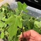 Ficus Black Mission Fig Tree plant hardy 1 Plant