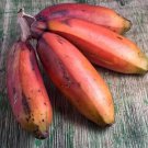 Cuban Red Banana Plant - AKA Red Dacca - Live Plant