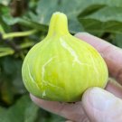 LSU Gold Fig (Ficus carica) - 1 TC Plant/Plug