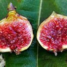 1 Fignomenal Dwarf Fig Tree Dwarf Fig Plant Starter