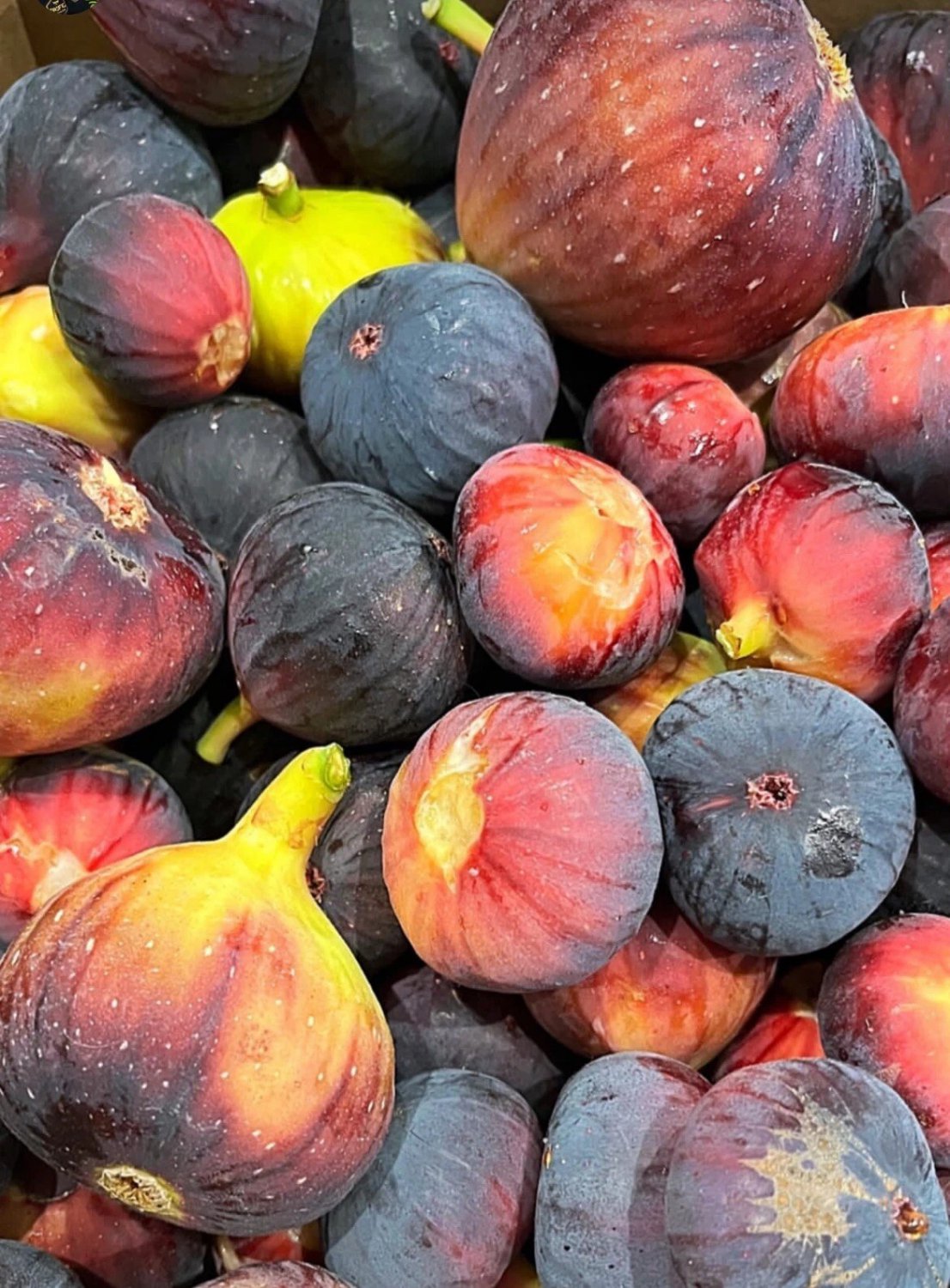 Brown Turkey Fig Tree - Ficus carica - Live Plant