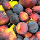 Brown Turkey Fig Tree - Ficus carica - Live Plant