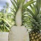 Sugarloaf Pineapple (Kona Sugarloaf) - 1 plant
