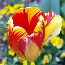 10 Bulbs Banja Luka Tulip Darwin Tulip 12/+ cm