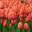 10 Bulbs Apricot Impression Darwin Tulip 12/+ cm Bulbs