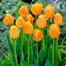 10 Bulbs Beauty of Apeldoorn Darwin Tulip- 12/+ cm Giant Blooms