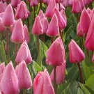 10 Bulbs Big Love Darwin Tulip 12/+ cm Bulbs Large Flowers