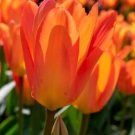 7 Bulbs Orange Emperor Fosteriana Tulip Strong Grower 12/+ cm Bulbs