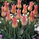10 Bulbs Elegant Lady Lily Flowering Tulip 12/+ cm Bulbs