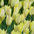 18 Bulbs Honky Tonk Tulip batalinii 5/6 cm Bulbs NEW