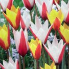 12 Bulbs Candy Corn Mix Tulip NEW 6/+ cm Bulbs