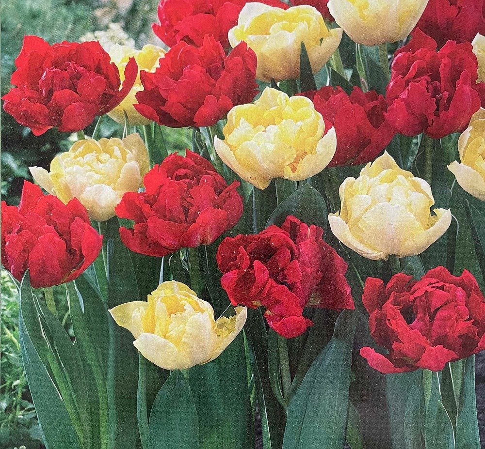 8 Bulbs Red & Yellow Double Early Mix Tulip 12/+ cm Bulbs