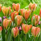 8 Bulbs Orange Marmalade Viridiflora Tulip 12/+ cm Bulb