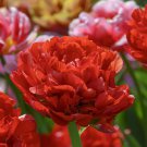 6 Bulbs Bombastic Red Double Late Tulip 12/+ cm Bulbs NEW