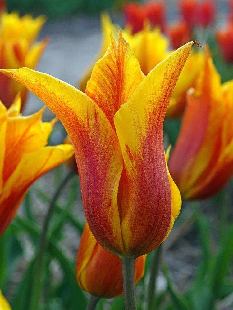 10 Bulbs Vendee Globe Lily-Flowered Tulip 12/+cm Bulbs NEW