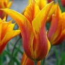 10 Bulbs Vendee Globe Lily-Flowered Tulip 12/+cm Bulbs NEW
