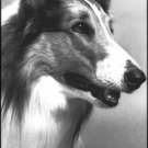 Lassie: Peace is Our Profession (1972) DVD Movie