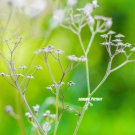 Beautiful bunch of Natural flowers for digital wallpaper.