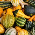 Perennial Ornamental Gourds 'Small Mixed' Lagenaria Siceraria - 10 Seeds
