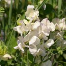 Wildcrafted White Tall Sweet Pea 100 Seeds
