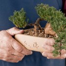 Heirloom Black Pine Tree Bonsai Potted Landscape Japanese Five Needle Pine Bonsai - 50 Se