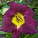 Fast-Growing Lily Daylily Bonsai Unique - 50 Seeds