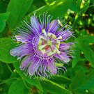 Hardy Passion Flower Passiflora Incarnata Certified Pure Live, ropical Flower - 20 See