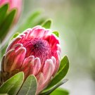 Rare Protea Longifolia - 6 Seeds
