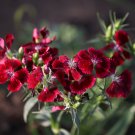 Decorative Dianthus Dark Red Sweet William Annual Flower - 200 Seeds