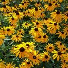 High-Yield Heirloom 'Paradoxa' Yellow Spider Echinacea purpurea - 100 Seeds