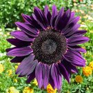 Medicinal Mixed 10 Colors Sunflowers - 40 Seeds