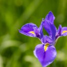 Organic Iris Plantas Seeds Blackish Purple Double Flowers - 50 Seeds