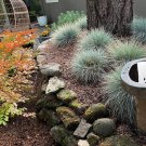 Medicinal Blue Fescue Grass bonsais - 200 Seeds