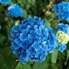 Wildcrafted Blue Hydrangea Paniculata Grandiflora - 15 Seeds Wildcrafted Blue Hydrangea Paniculata Grandiflora - 15 Seeds