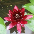 Exotic Mini Dark Red Bonsai Lotus Flower - 1 Seeds