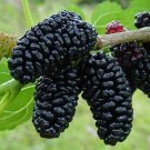 Garden-Ready Natural DarK Black Mulberry 50 10 PCS Seeds