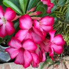 Vibrant Light Pink Adenium Desert Rose 2 PCS Seeds